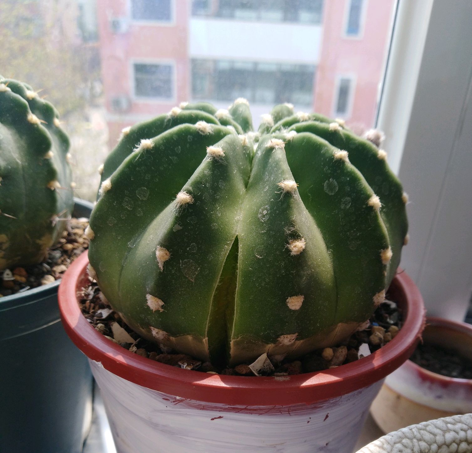 仙人球爆盆怎么办,仙人球炸裂开口有影响吗