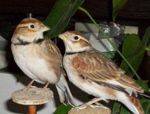 “上了台儿的才叫角儿”,笼鸟之王百灵,请看完这些讲究再考虑养