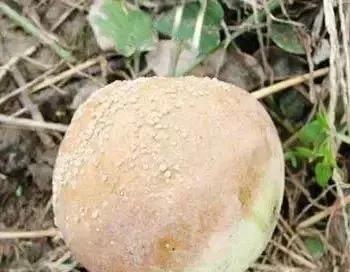 苹果树病虫害防治视频,苹果树病虫害全年防治大全