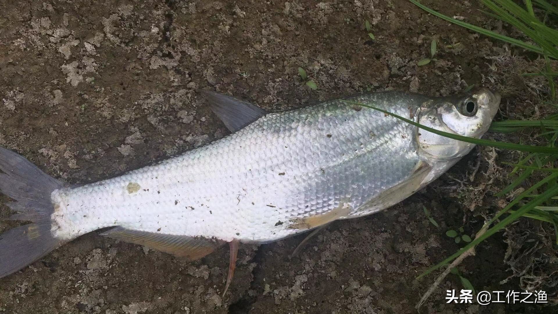 4月野河路亚翘嘴手法和技巧,野钓3.6翘嘴的方法