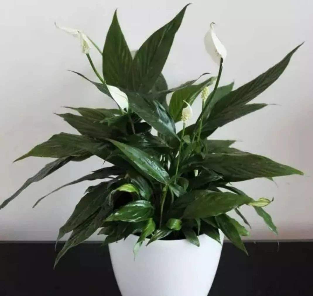 房屋装修买什么盆栽好养,新房装修养什么植物