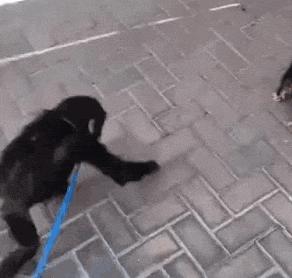 有麒麟臂的女朋友,拥有一个麒麟臂