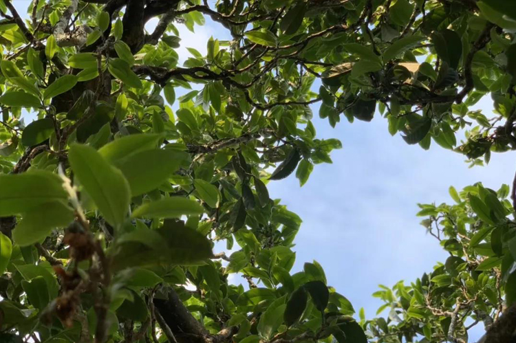 每个山头的普洱茶都有什么区别,云南十大名山头普洱茶排名