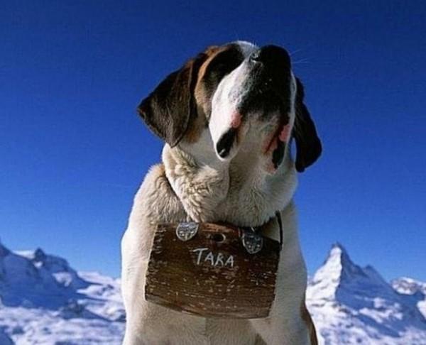 45种常见狗狗认几种主人,45种常见狗狗拉布拉多图片