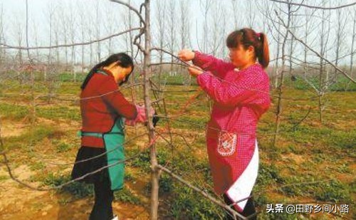 种植苹果树的管理技术,苹果树怎么种植视频