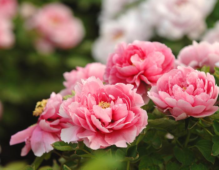 小城的早晨作文,小城的早晨的视频