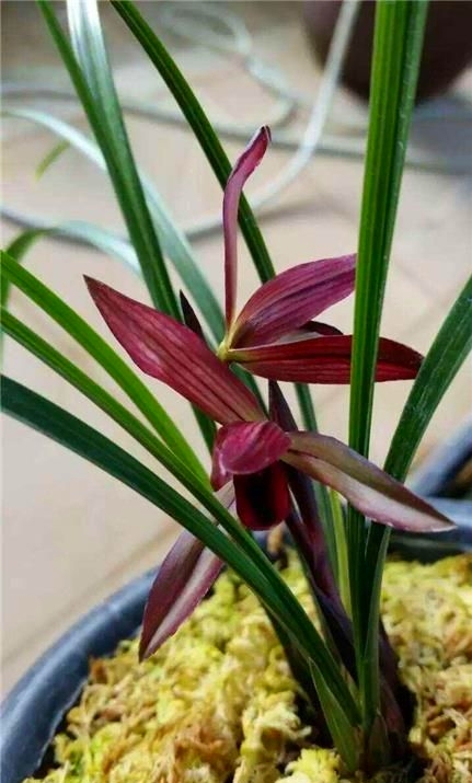 云南腾冲高黎贡山兰花,高黎贡山上的兰花