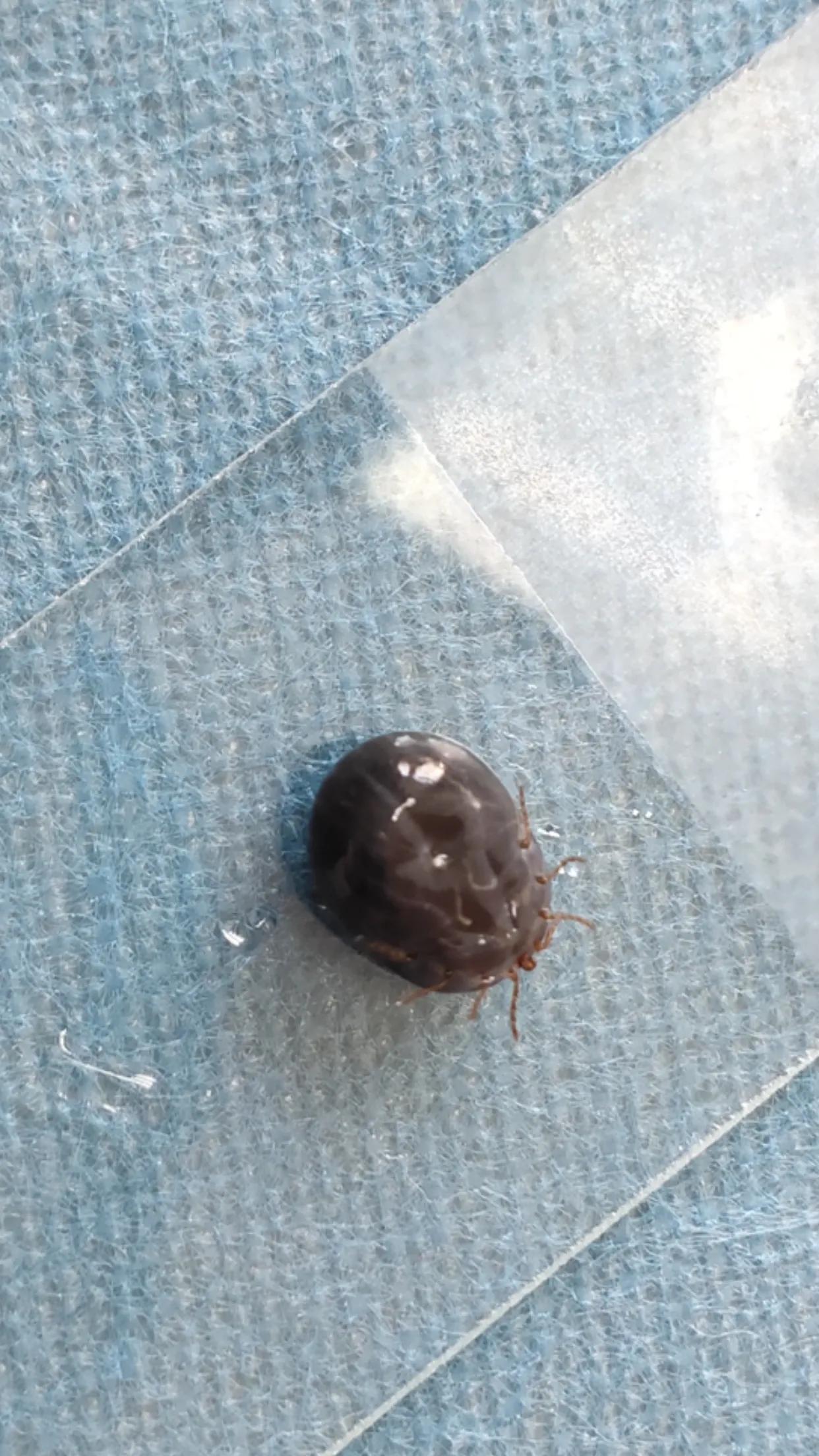 蜱虱咬伤怎么处理,蜱咬了怎么办