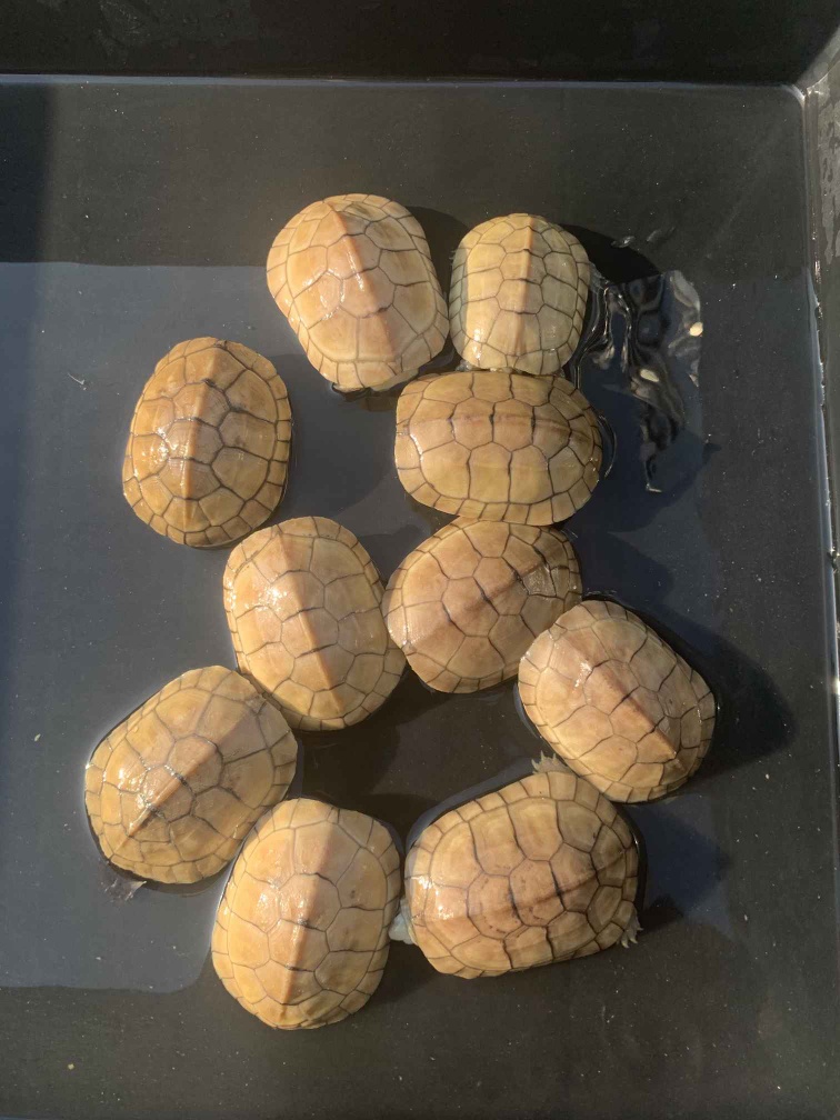 龟养死了还可以再养吗,龟死了带回家好吗