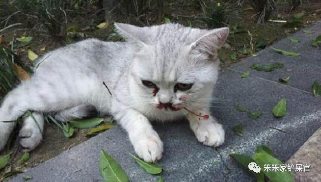 猫咪受伤要用什么药,猫咪受伤表现