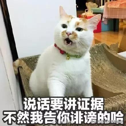 如何防止猫咪在床上乱拉乱尿,猫咪已经绝育喜欢乱尿怎么办
