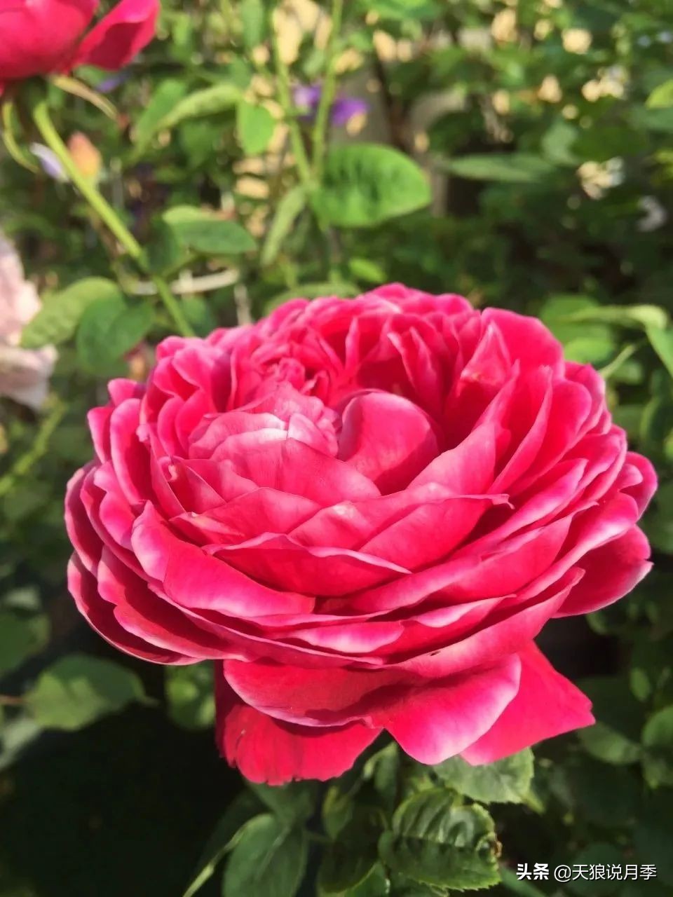 月季春季第一波花要不要剪,月季春季第一波花开后嫁接