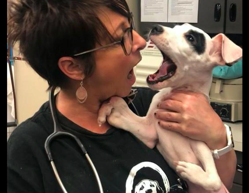 狗狗长太快前腿突然瘸了,狗狗天生少一只腿