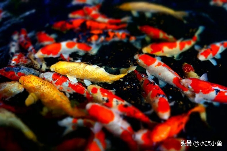 观赏鱼寻找技巧,观赏鱼用什么办法最容易抓到