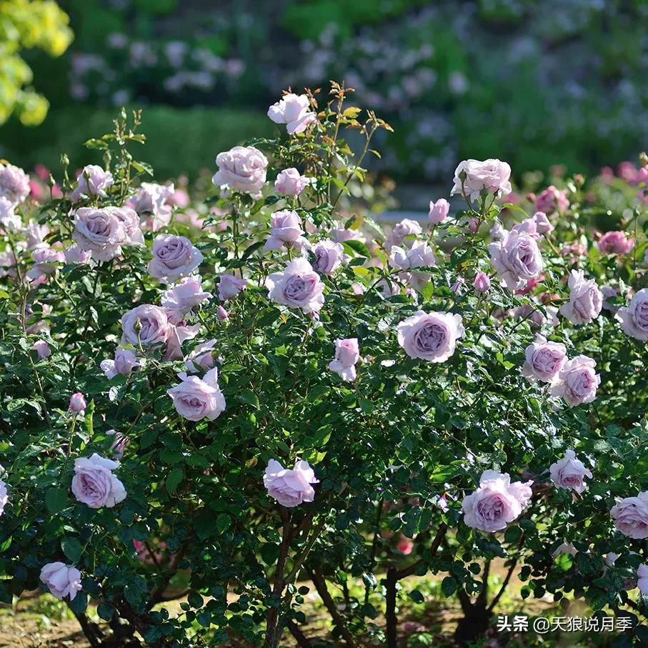 六款香水,6款香水