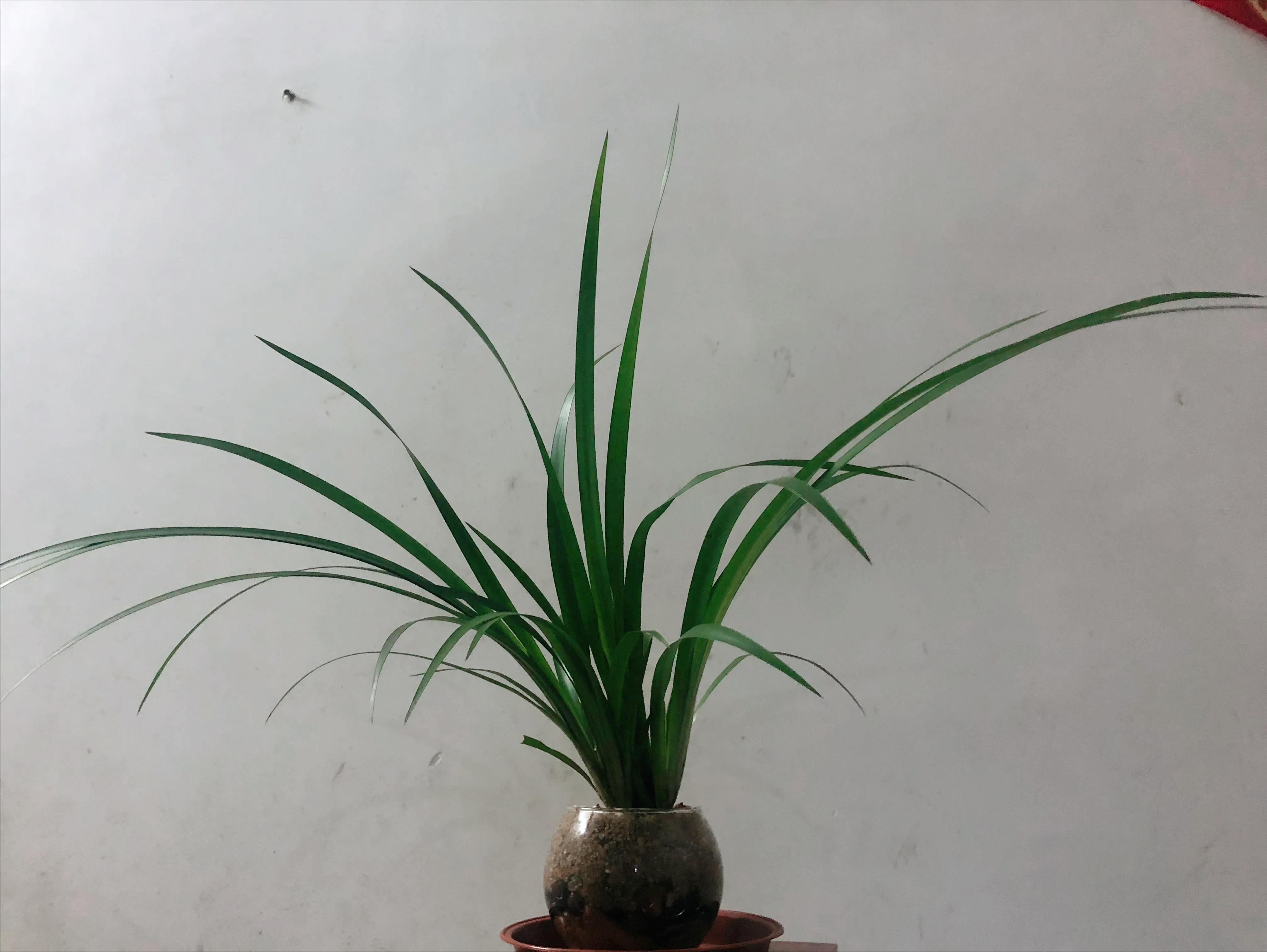 娣卞北鑰佹灄閲庤彍妞嶇墿,鍘诲璁垮北闂寸殑閲庣敓鏈崏妞嶇墿