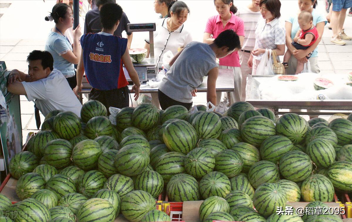 吃西瓜我是认真的更是专注的,吃瓜的最佳挑瓜方法