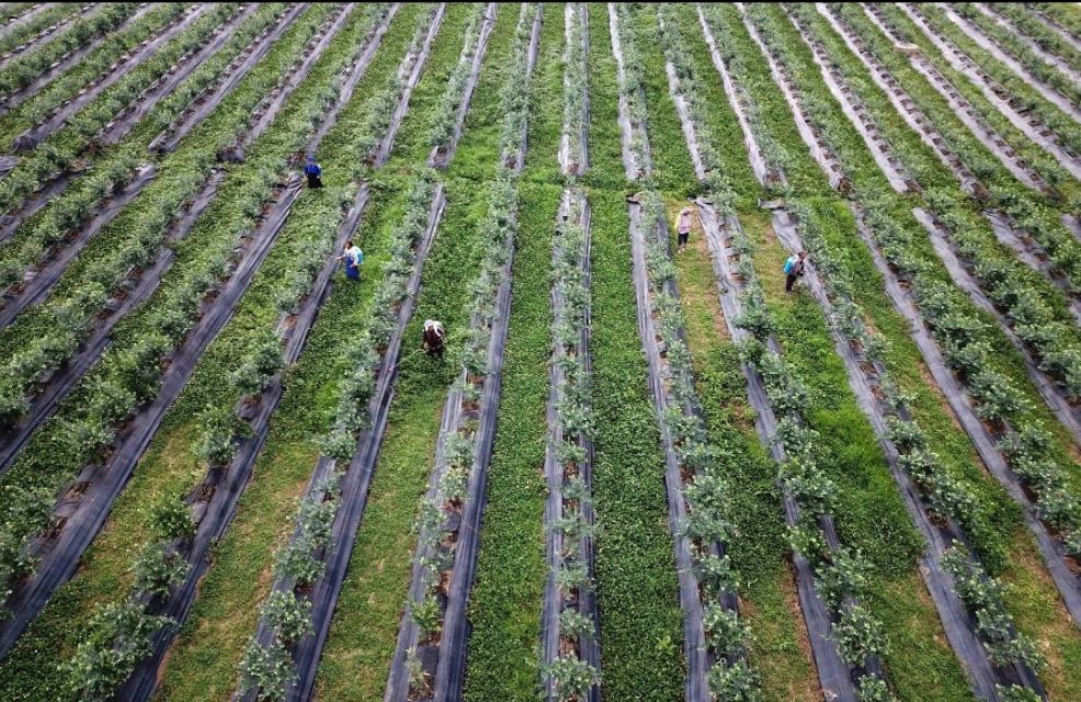 杨梅栽培技术与管理,杨梅种植管理技术