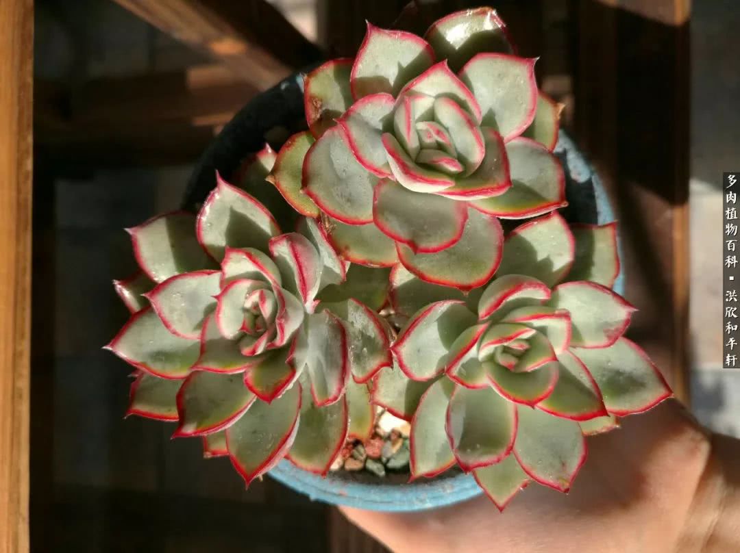 多肉的四季轮回,四季轮回多肉