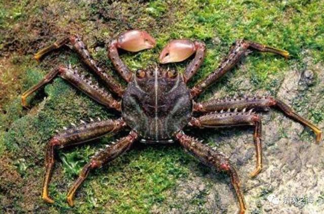 钦州喜欢养鱼的小伙伴,海缸里藻太多?莫怕,我为你解决