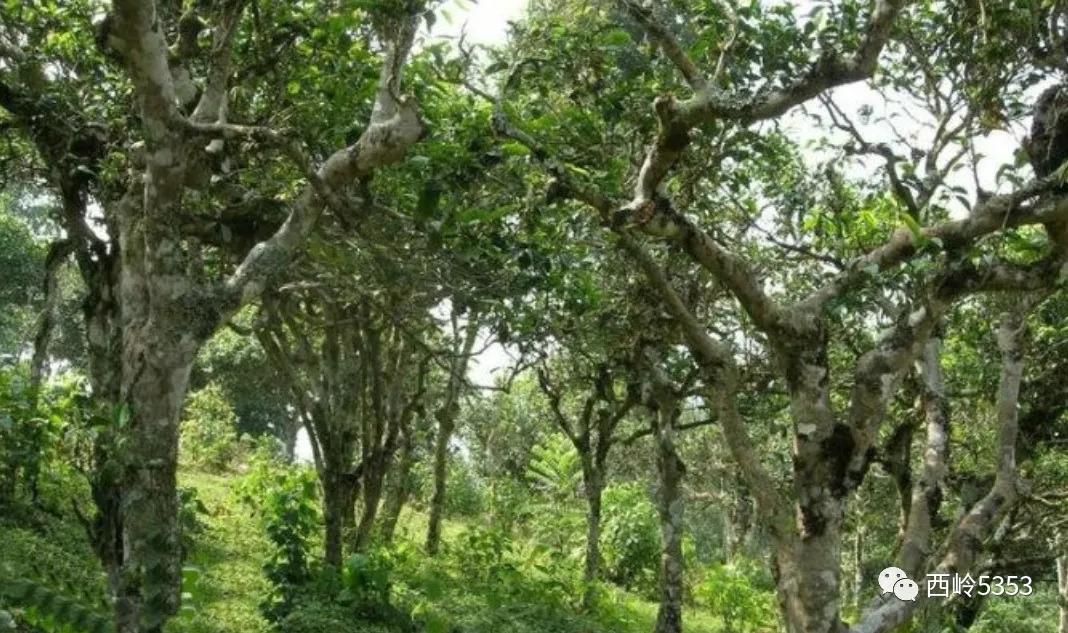 健康养生如天成，老挝特产铸永恒！老挝原生态系列全新上线