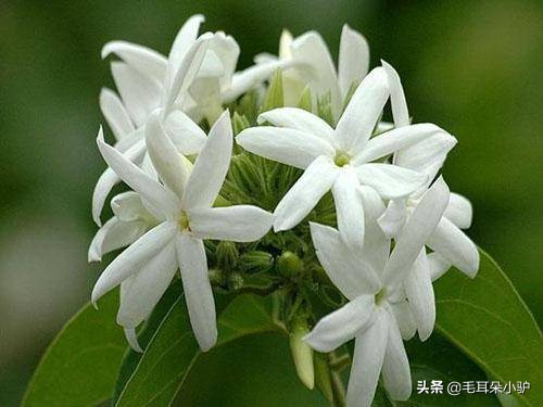 雾柳暗时云度月，露荷翻处水流萤。这个国家居然两个国花