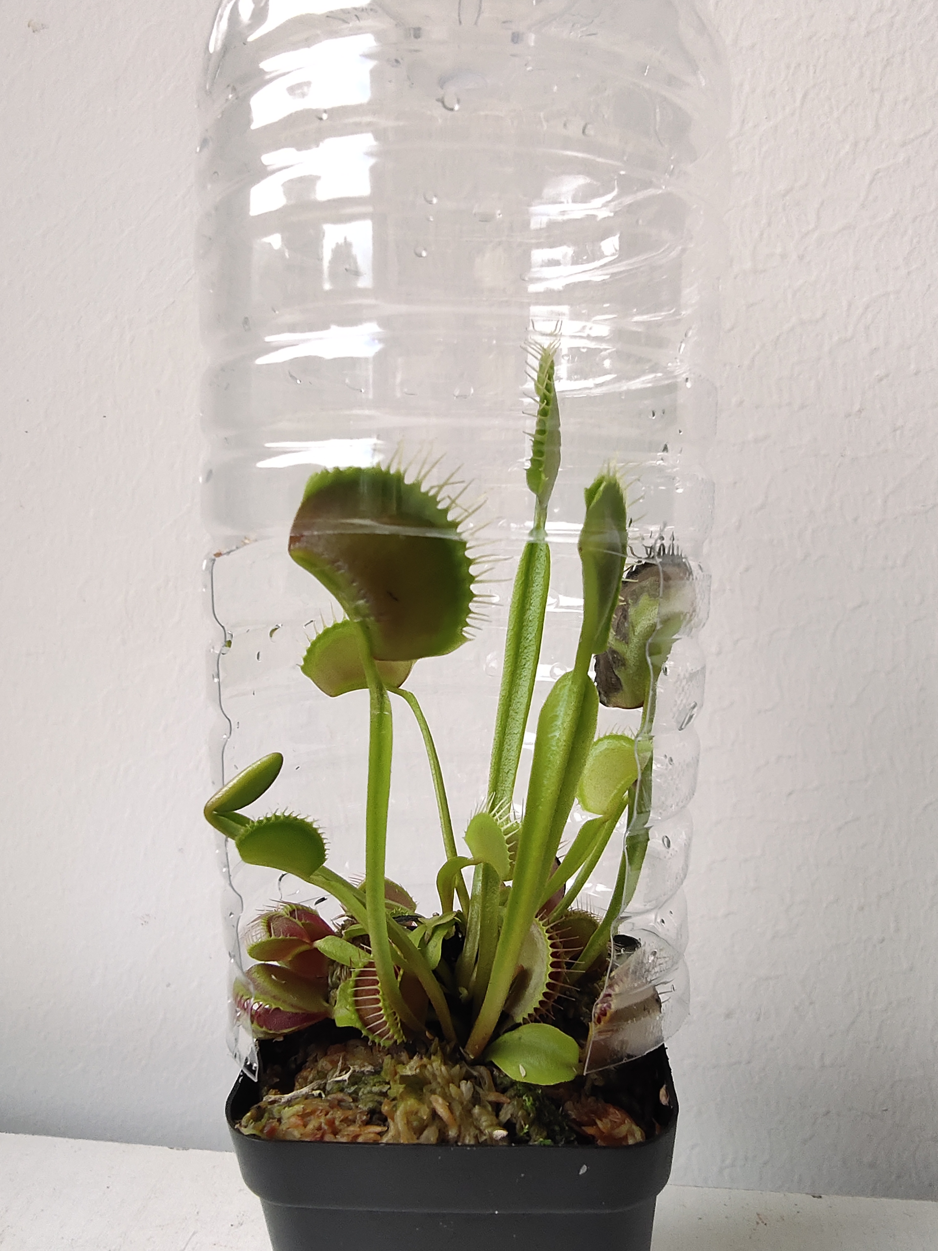 捕蝇草不健康怎么办,捕蝇草5大禁忌