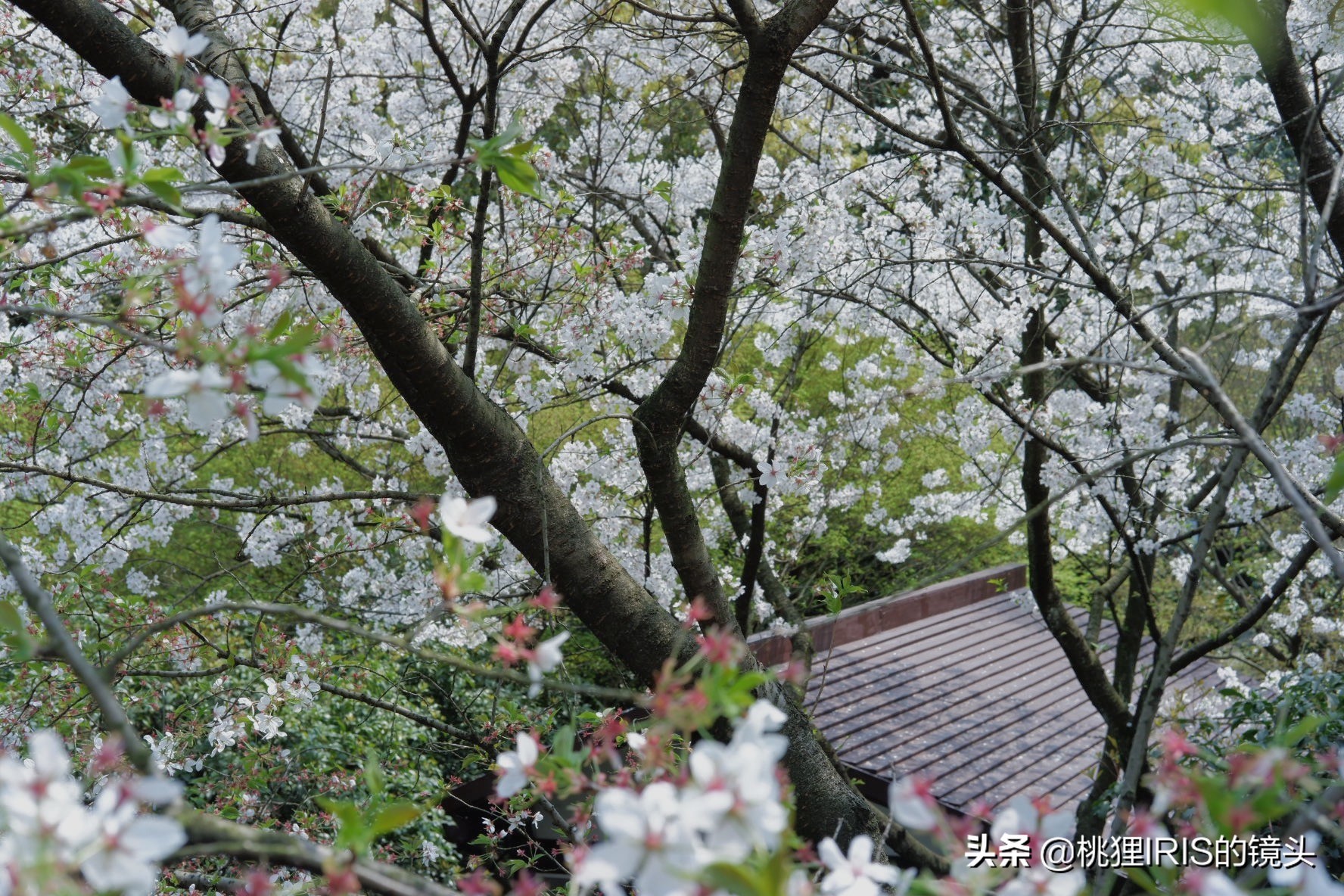 杭州小济州岛春游野营度假,良渚小奈良一日游