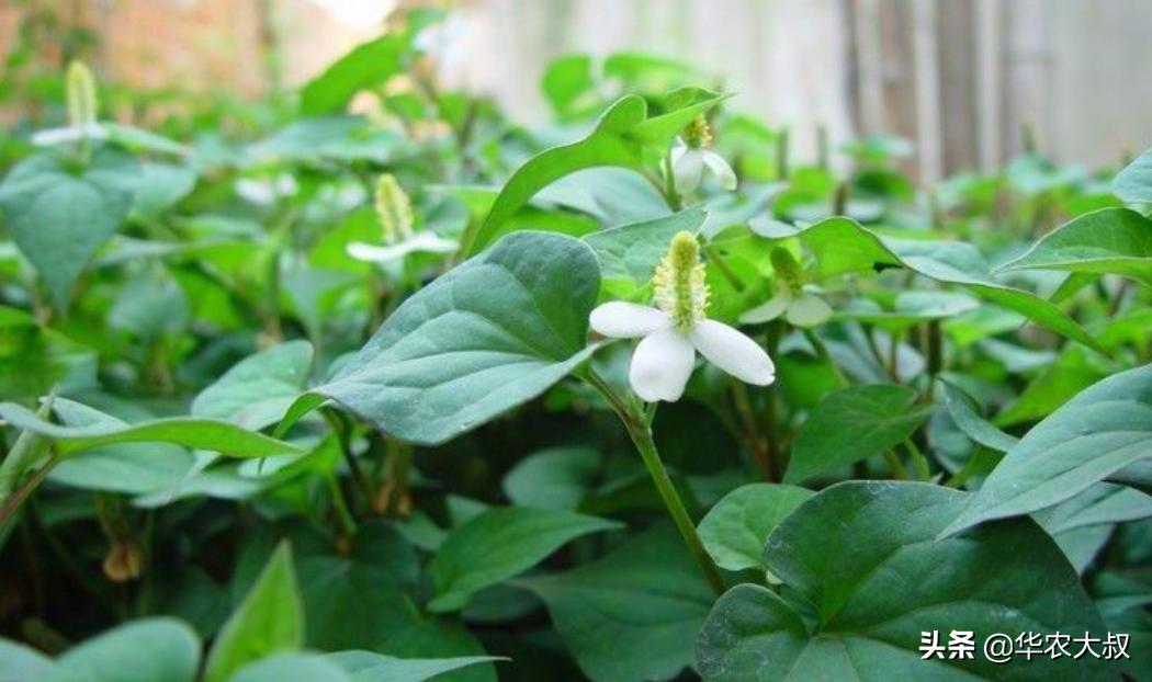 广东凉茶里面都有哪些东西,广东凉茶主要是什么