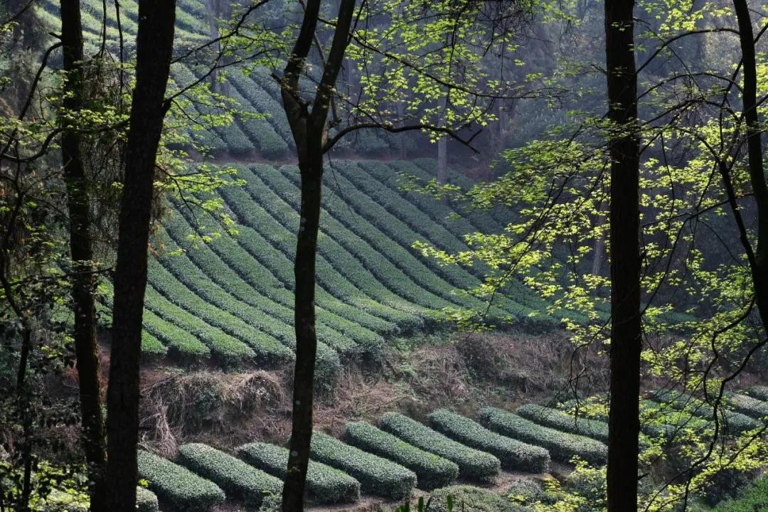 成都周边春季徒步旅游攻略,成都森林徒步旅游攻略