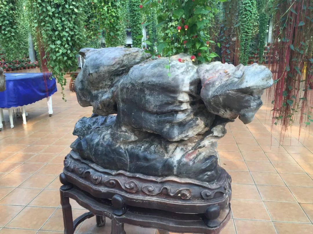 江阴嘉茂国际花鸟园,江阴嘉茂国际花鸟园什么时候再开