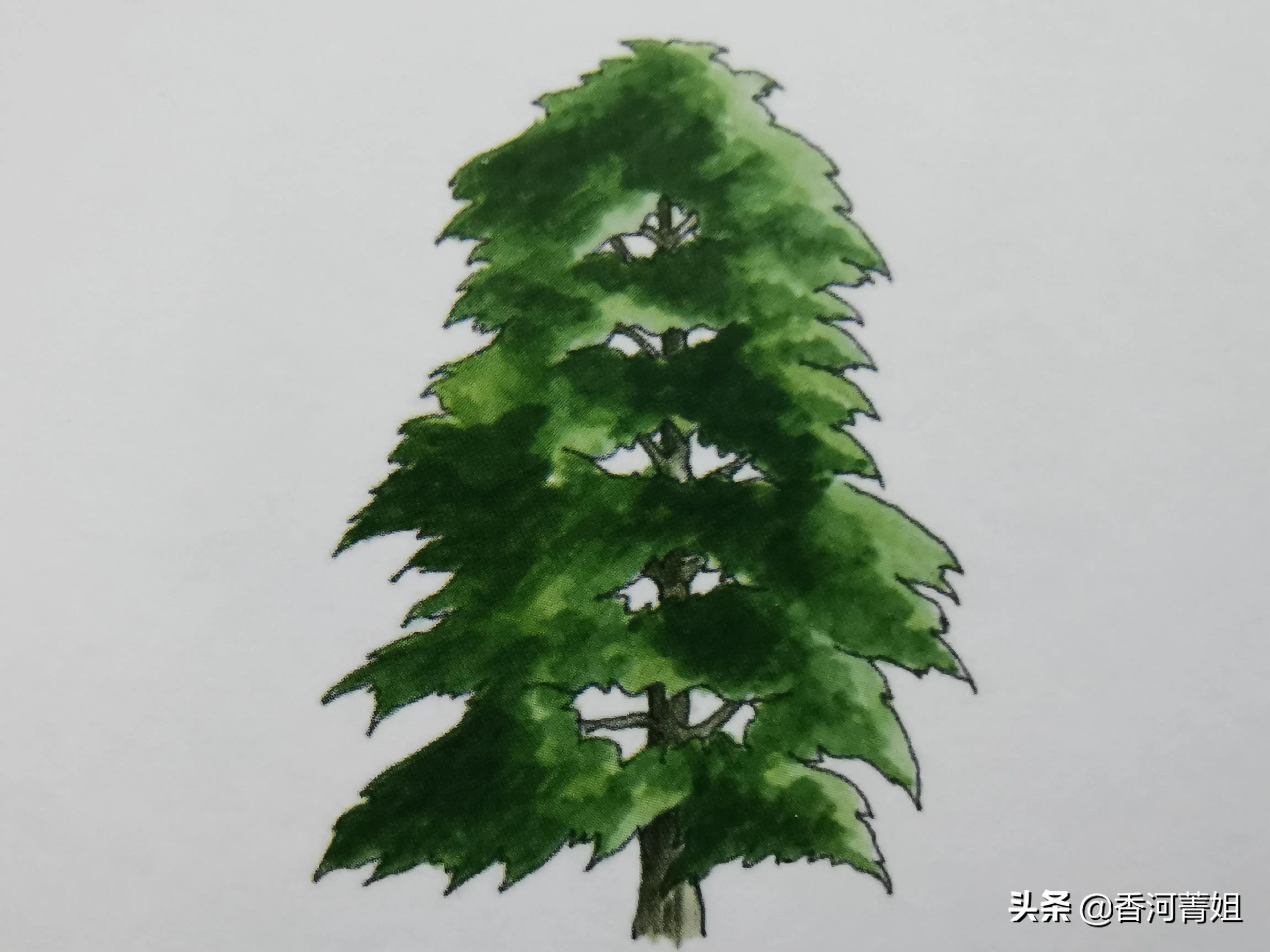 落羽松,落羽杉木材加工厂