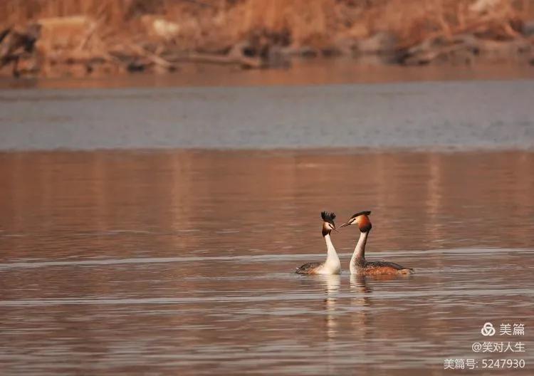 凤头鸊鷉粤语,斑头雁飞得最高的鸟