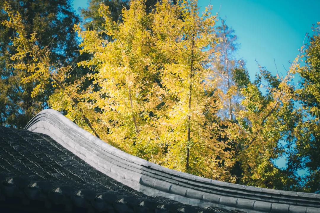 又一条美食高铁开通了！江苏高邮，咸鸭蛋好吃，真不是瞎吹的