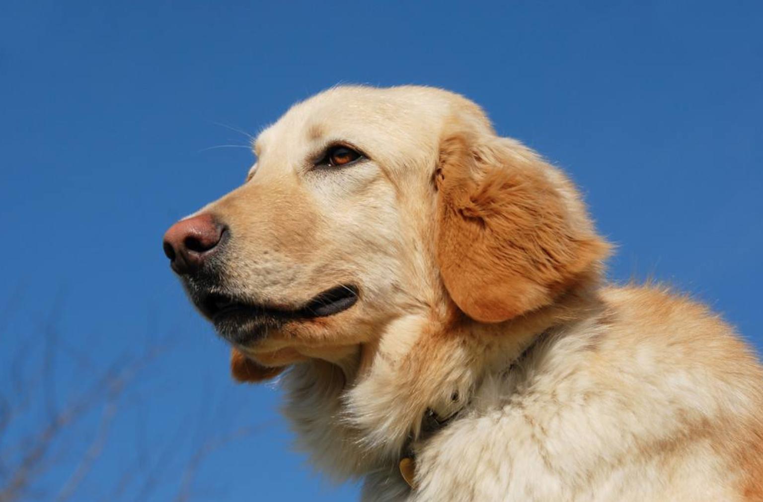 刚分娩的母狗如何预防疾病,预防母狗怀孕有什么好办法