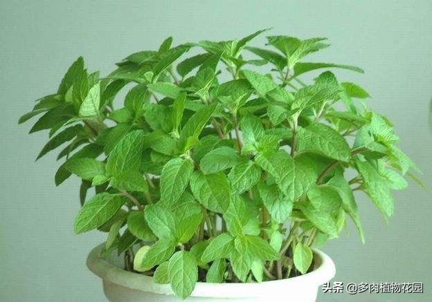 这样养护薄荷从此告别叶黄枝枯,薄荷怎么养才能不烂叶