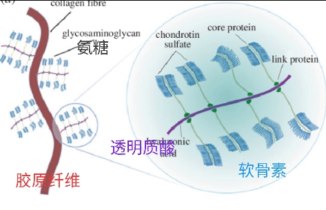 膝骨关节炎吃氨糖软骨素钙片好吗,膝盖痛吃氨糖好还是氨糖软骨素好