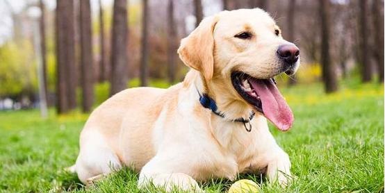 拉布拉多两岁可以训练成导盲犬吗,2个月的拉布拉多怎样训练大小便