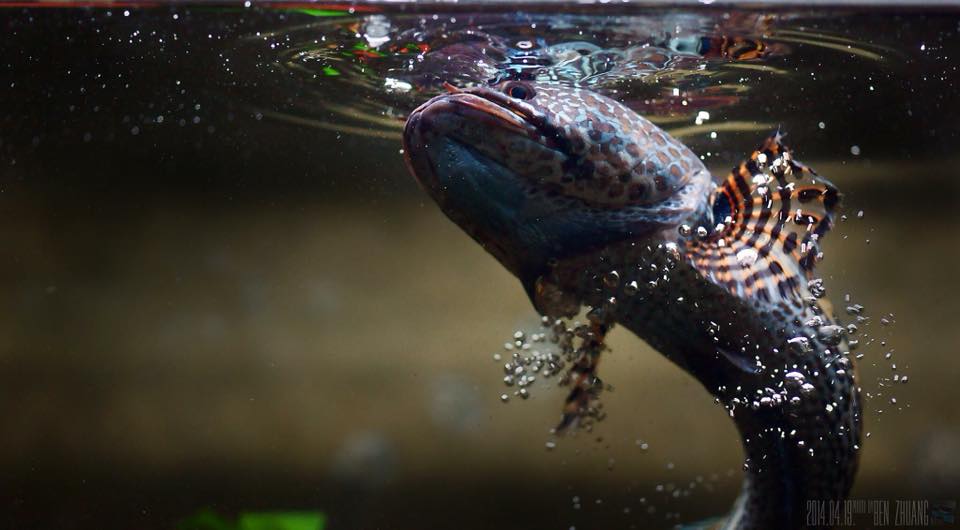 铁血战士打黑武士,铁血战士打特种兵