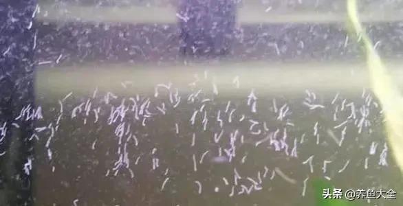 七彩神仙鱼鱼缸里有蛋白虫怎么除,鱼缸里的蛋白虫加温32度能清除吗