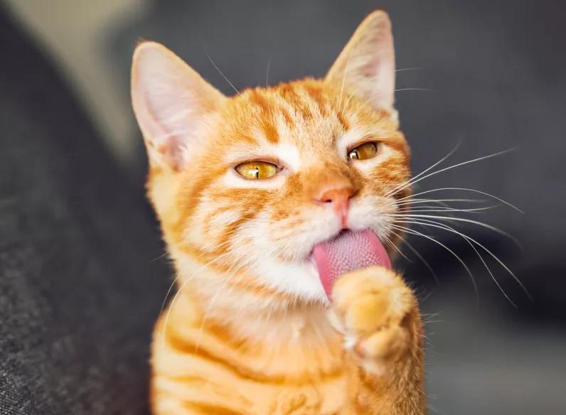 贴秋膘长胖,不贴秋膘减肥操