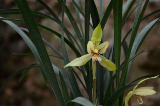 中国十大名贵花卉,昂贵花卉品种介绍