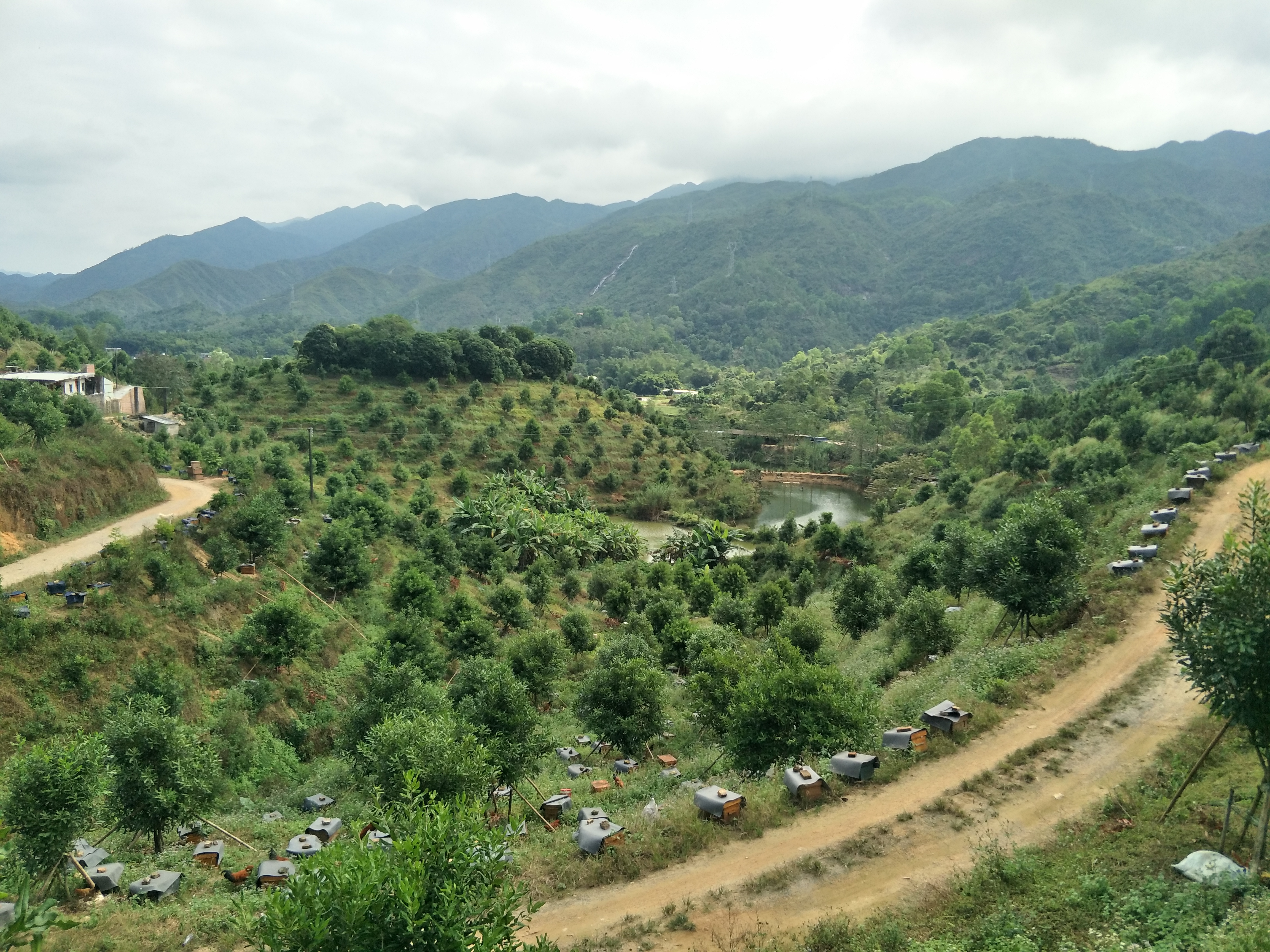 教你诱蜂养蜂技巧,30年养蜂经验和寻蜂技巧