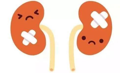 肾虚腰膝酸痛乏力补什么最有用,肾虚导致的腰膝酸软食疗