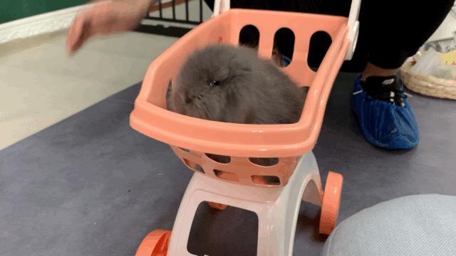 西安有哪些可以撸兔子的店,西安撸兔子的店