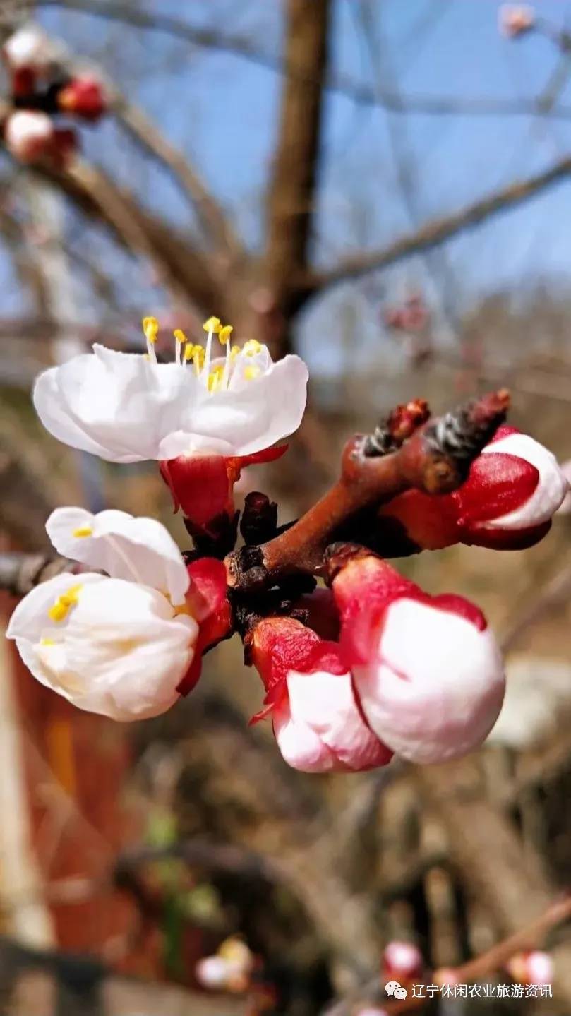 旅顺杏花村风景,旅顺杏花微雨醉春风