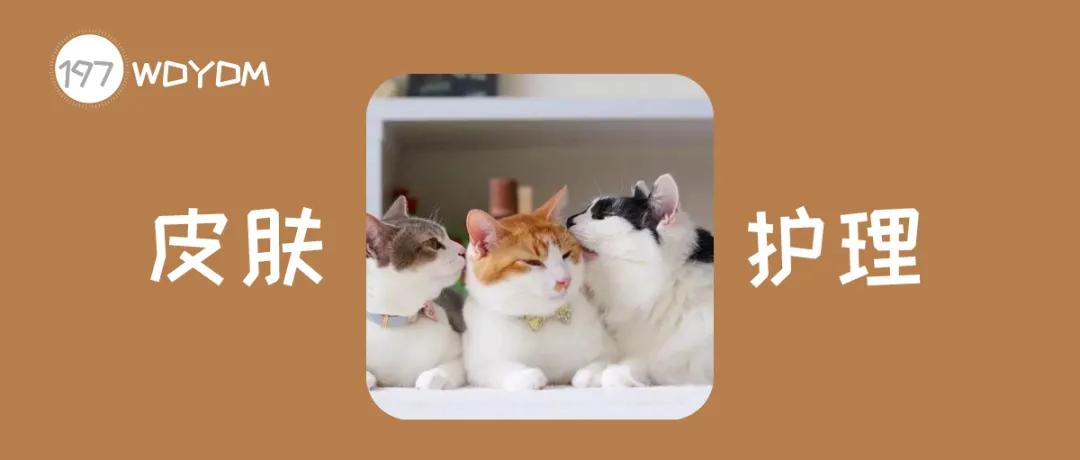 常见的猫咪皮肤病有哪些？如何治疗和预防猫癣和猫咪黑下巴？