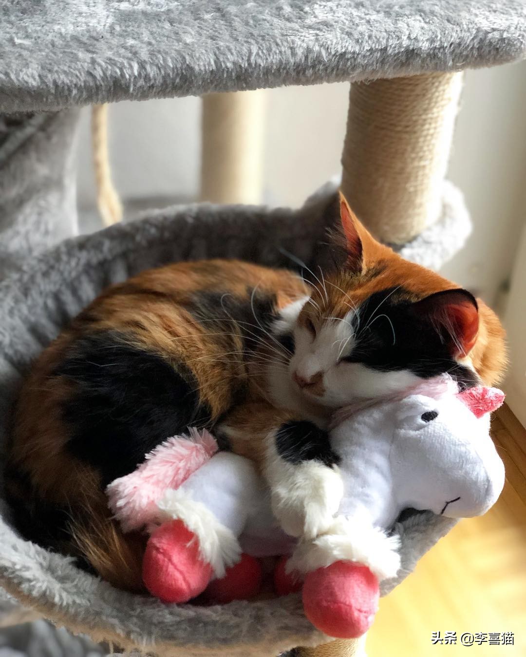 把东西粘在桌子上让猫咪推,把桌上的东西推下来