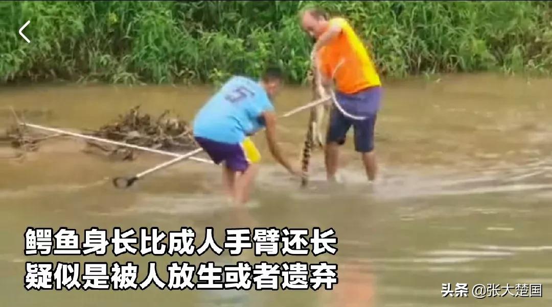 广东一河滩惊现鳄鱼,茂名鳄鱼最新抓捕消息
