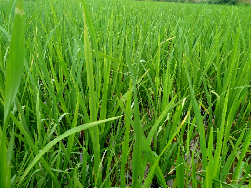 为什么减产,谷瘟病导致谷子大面积绝收怎么办